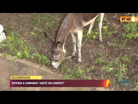 Jumento é abandonado na Ponte JK e pessoas fazem campanha para adoção 25 03 2021