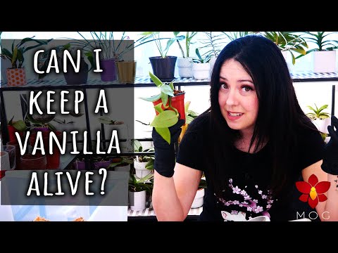 I got a new Vanilla Orchid! 🌱