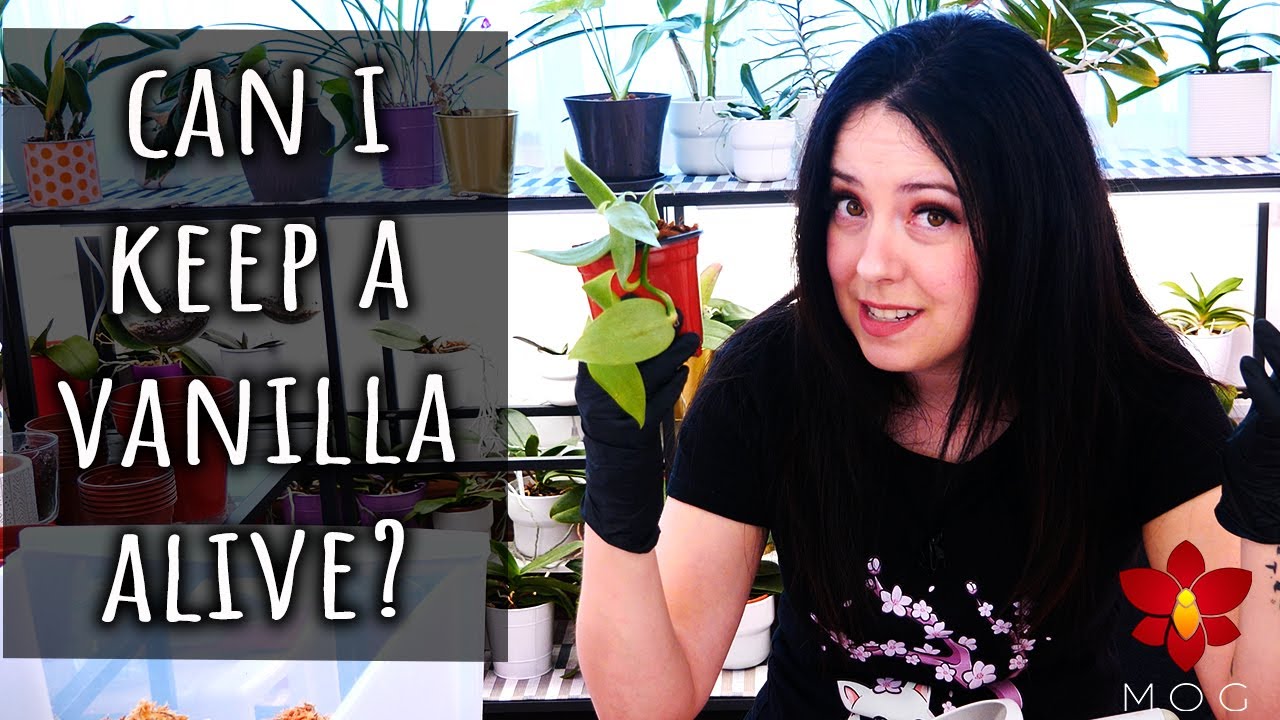I got a new Vanilla Orchid! 🌱 - YouTube