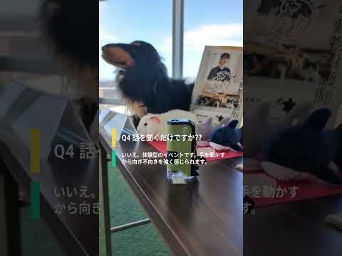 看護学科 【大学紹介】千葉科学大学 オープンキャンパスの学科を案内 ドローンも体験 銚子にある大学の学校説明を公開 #大学受験 #受験生 #勉強  #進学 #大学 #おすすめ大学 #news#shorts