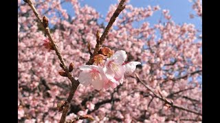 カンザクラ 寒桜 の剪定方法 加須市の植木屋 中島造園