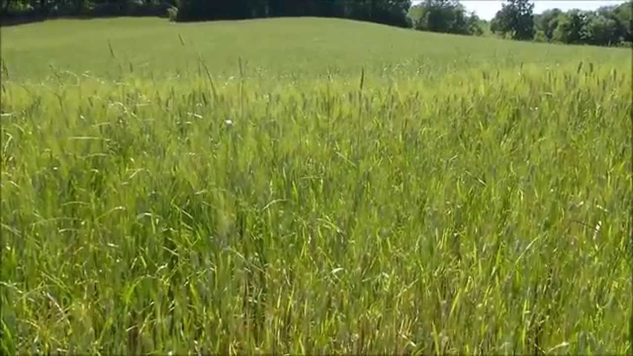 Watch Now Ci guadagno - disse la volpe - il colore del grano. Ci guadagno - disse la volpe - il colore del grano.
