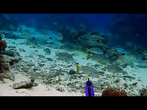 SPEARFISHING FOR SURVIVAL MAPUN TAWI-TAWI, PHILIPPINES- Shout out in end! Mapun E7