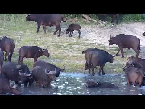 Djuma: Buffalo herd comes to dam for second time today(few have injuries) - 17:42 - 01/16/2023