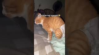 Download lagu Kelakuan Kucing Gemoy: Berak di Pampers, Bikin Ngakak Sekampung! #kucinglucu #kucing #kucingoren mp3 Download lagu Kelakuan Kucing Gemoy: Berak di Pampers, Bikin Ngakak Sekampung! #kucinglucu #kucing #kucingoren mp3