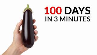 I Grew Eggplant And Filmed it For 3 Months