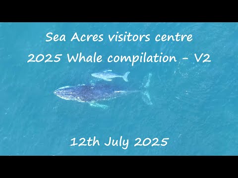 Sea Acres Visitors Centre 2025 Whale Compilation - V2 - 12th July 2025