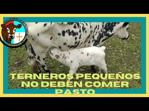 TERNEROS PEQUEÑOS NO NECESITAN COMER PASTO...