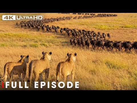 Predator vs Prey in the African Savannah