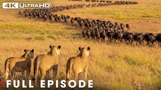 Predator vs Prey in the African Savannah (Full Episode) | Nature Animal Documentary