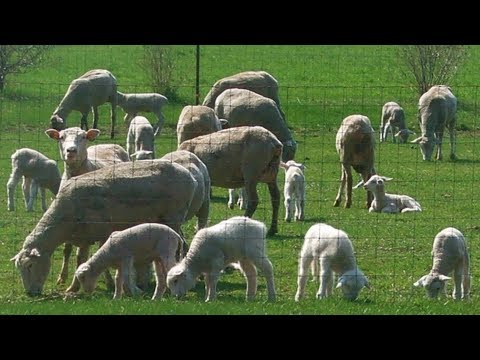 , title : 'Polypay Sheep | Dual Purpose Prolific'