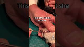 Removing a worm from a cat