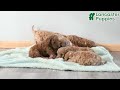 Mini Goldendoodle dogs for sale: Bear - Video 1