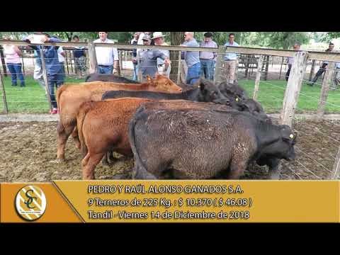 14-12-18 Venta de Machos - Pedro y Raúl Alonso Ganados S.A. - Tandil