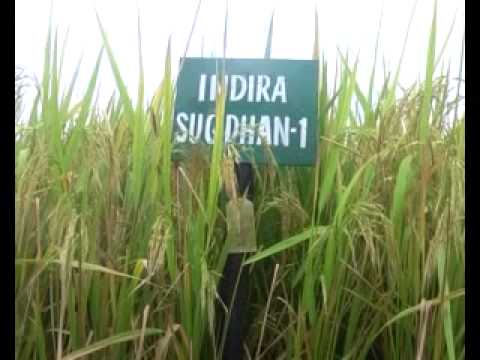Paddy Crops in Rice Bowl Chhattisgarh "Dhan Ka Katora"