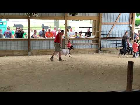 Buchanan County Fair 2022: Junior Dairy Goat Fun Show