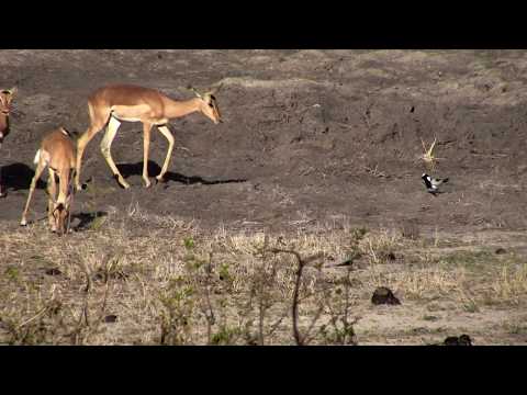 Djuma: Blacksmith Lapwing chicks meet their Impala neighbors - 16:40 - 11/19/18