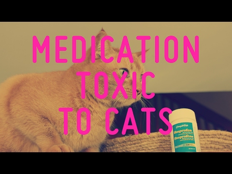 Common Medication Toxic To Cats
