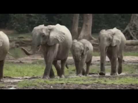 Animals video