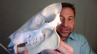 Lecture 1.3_Evolution of Mammals