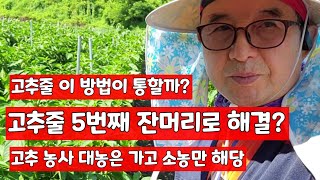 고추줄 5번째 줄 매는 방법 괴산청결고추 [고추재배방법]