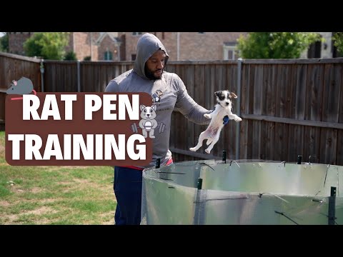 Rat Pen Training (Jack Russell Terrier)