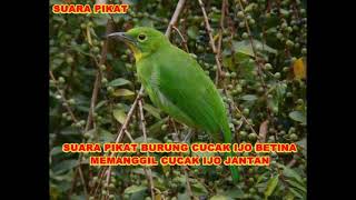 Download lagu SUARA PIKAT BURUNG CUCAK IJO BETINA MEMANGGIL CUCAK IJO JANTAN mp3
