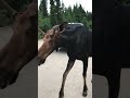 Up-Close Encounter With a Young Bull Moose || ViralHog