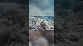 タコ ― 海で最も奇妙な生き物    第1部 #クワガタ #特有種 #恐怖