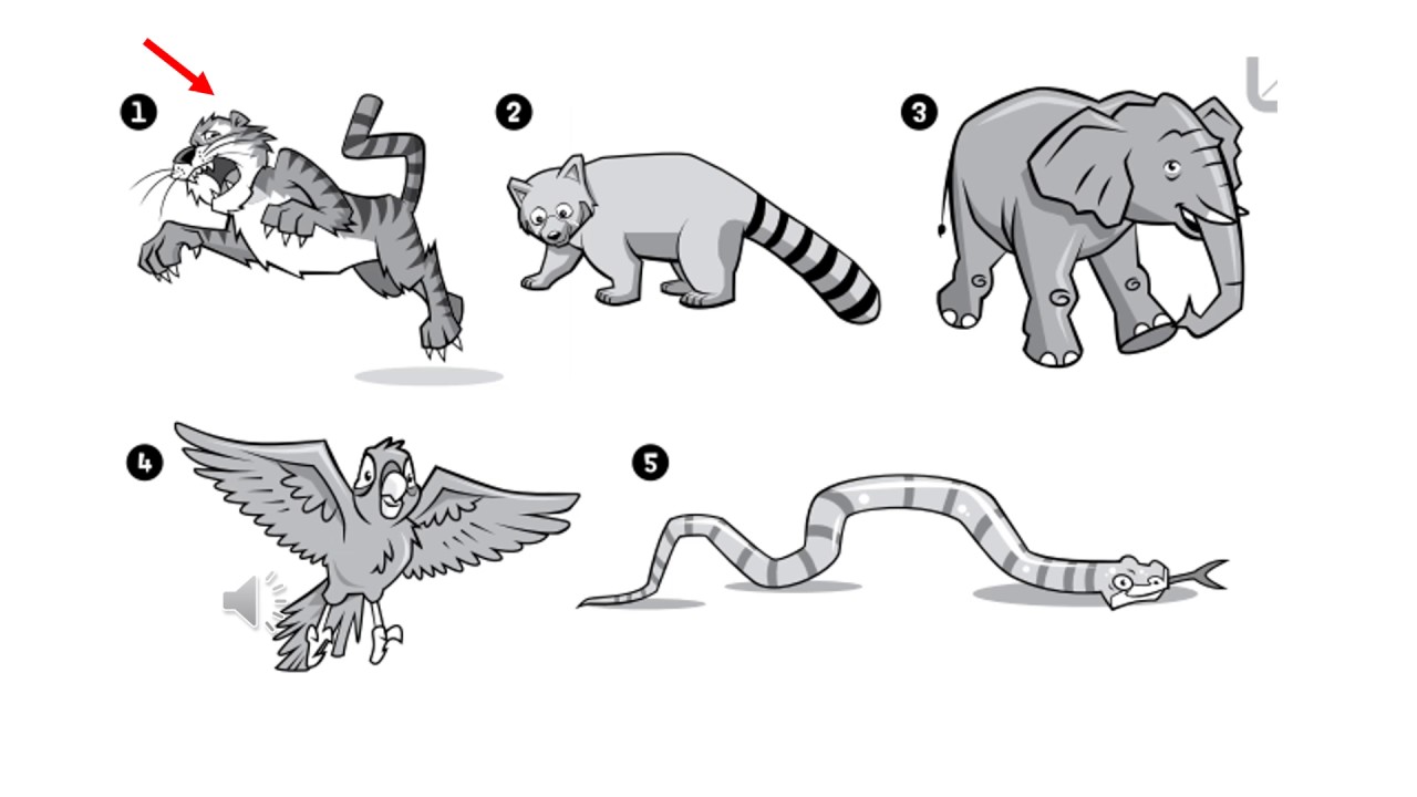 tiger 3 oral exam units 1   3