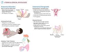 Uterine & Cervical Pathology (non-neoplastic) by Ditki, Medical & Biological Sciences
