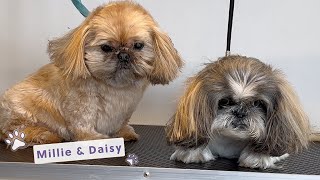 How to Groom Shih Tzus Perfectly! 🐾 Meet Millie & Daisy ❤️