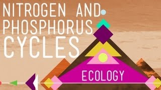 Nitrogen & Phosphorus Cycles: Always Recycle! Part 2 - Crash Course Ecology #9