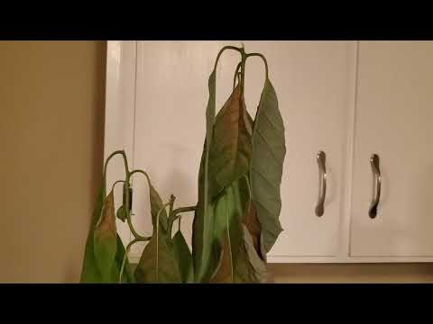 Bad day for my avocado bonsai part 1