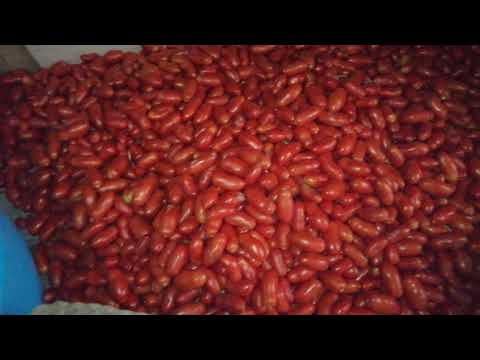 Pomodoro San Marzano per preparare la salsa fatta in casa, da MicheleExpert-Cropalati CS