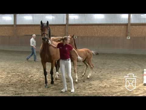 PI012 Hengstfohlen von Livello - Casall - Calando I