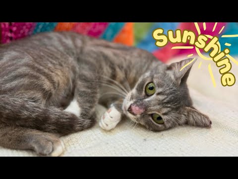 Sunshine Simpson, an adoptable Domestic Short Hair & Tabby Mix in Portage, WI_image-1