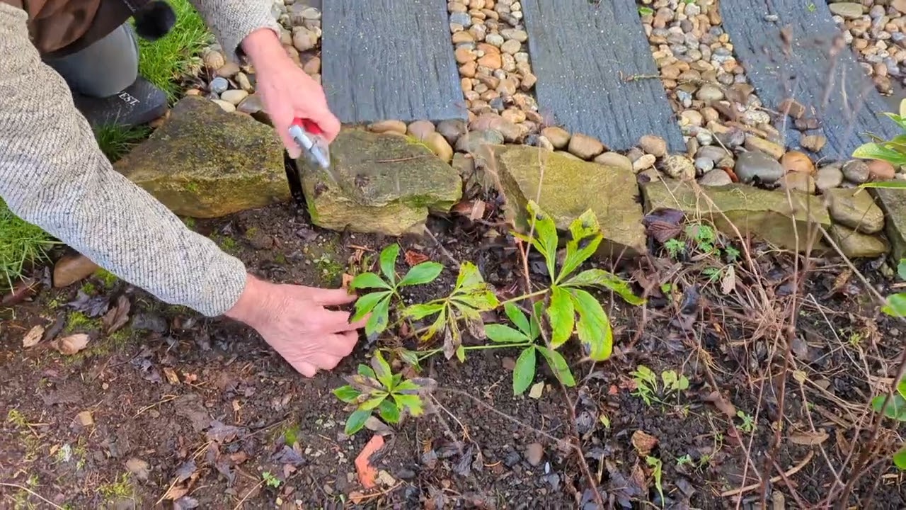 Why are there brown / black marks on my Hellebores?