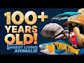 10 Animals That Live Over 100 Years AnimalLongevity Wildlife Top10 MarineLife Biodiversity Animals