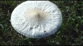 TERMÉSZETVÉDELMI KÖRKÉP 