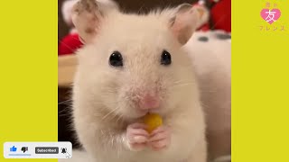 【インスタ】癒されるハムスター動画まとめ 2020/11/25【ペット・かわいい】(CUTE HUMSTER COMPILATION)