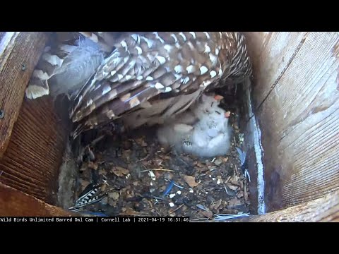 Owlets Receive Afternoon Feeding From Female Barred Owl – April 19, 2021