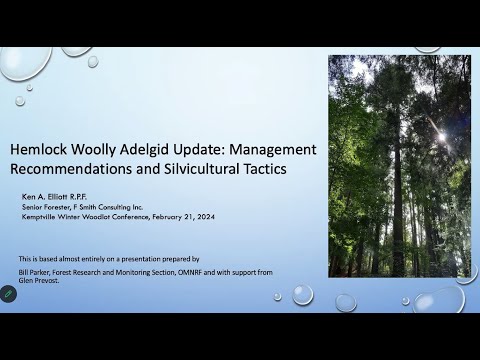 Hemlock Woolly Adelgid Update: Management Recommendations and Silvicultural Tactics