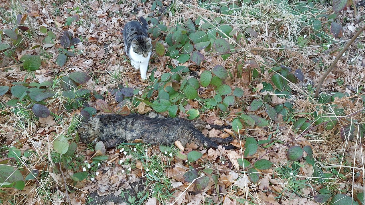 CHIŃCZYK - niespodziewanie odnalazł się cały ale   za tęczowym mostem    : 7.04.2021/19:21