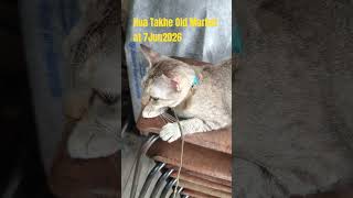 【フアタケオールドマーケット】猫だらけの市場に来てみた！スワンナプーム空港近く★2026年6月7日 #shorts #バンコク #猫 #タイ