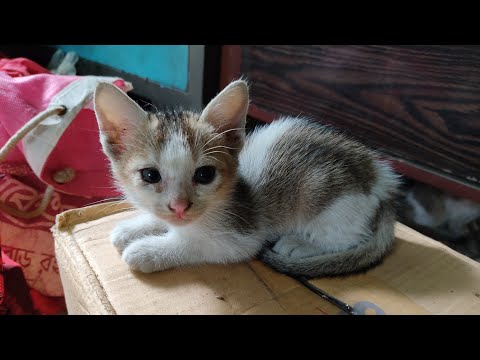 little kitten experience human touch for the first time💕 Annapurna's Notebook