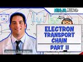 Metabolism | Electron Transport Chain: DETAILED | Part 3