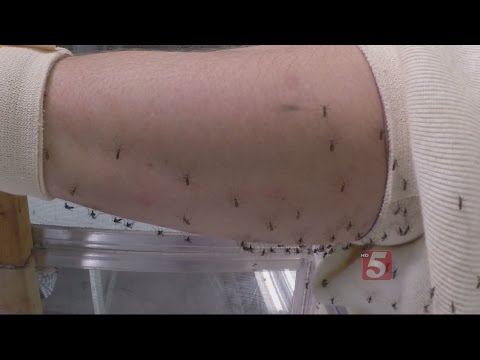 Insect Repellents Tested To Find Which Ones Are Safer, More Effective