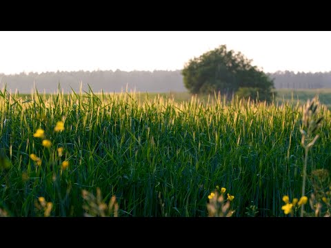 Agroturystyka nad morzem - SZYMANKA | Kaszuby - Gniewino