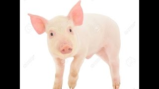 Chinese Astrology: Metal Pig